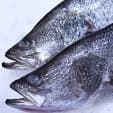 Barramundi