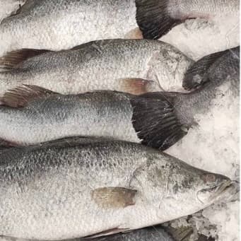Barramundi 3